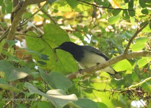 Black-headed Cuckooshrike