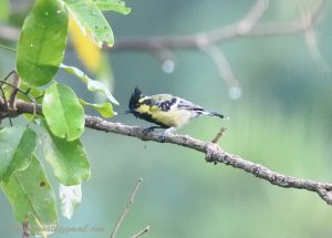 Indian Yellow Tit