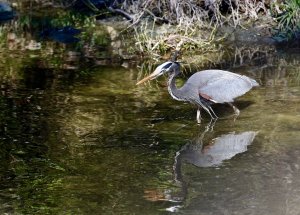 Great Blue Heron