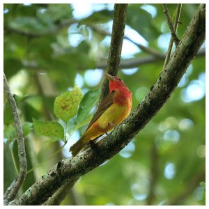 Summer Tanager - Immature Male