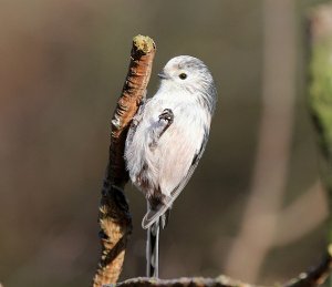 long tailed tit