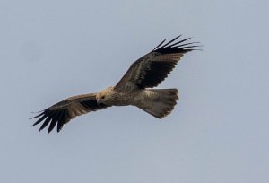 Whistling Kite