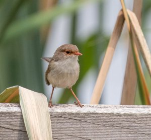 Superb Fairywren