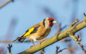 European Goldfinch