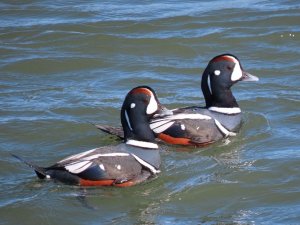 Harlequin Ducks