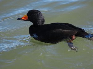 Black Scoter