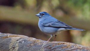 Tenerife Blue Chaffinch