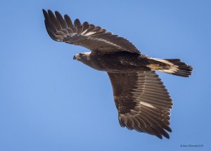 Young Golden Eagle in Flight