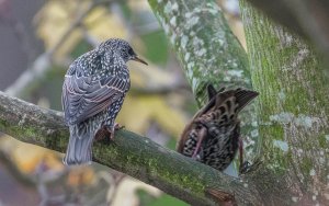 Starlings in search of a caption SF