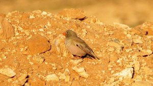 Trumpeter Finch