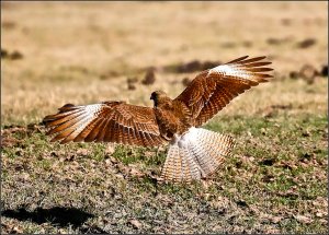 Chimango Caracara