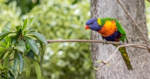 Rainbow Lorikeet