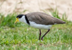 Masked Lapwing