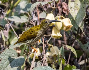 Streaked Spiderhunter