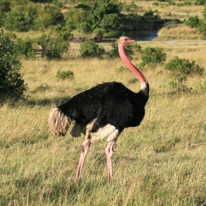 Masai Ostrich