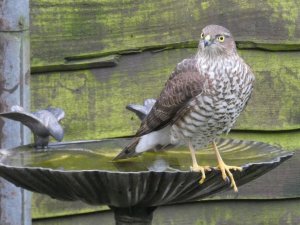 Sparrowhawk