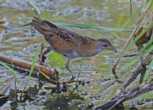 Baillon's Crake