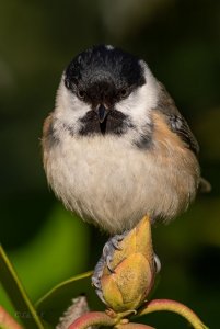 Coal tit