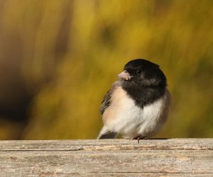 Dark-eyed Junco male