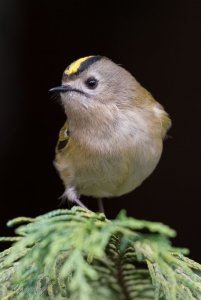 another Goldcrest