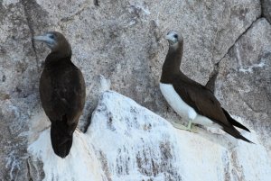 Brown Booby