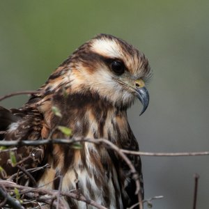 Snail Kite