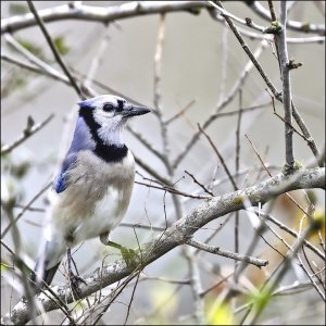 Blue Jay