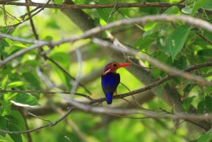 African pygmy kingfisher