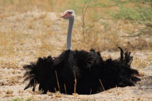 Dusting ostrich