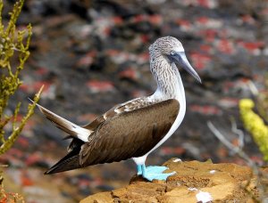 Booby Hatch 1