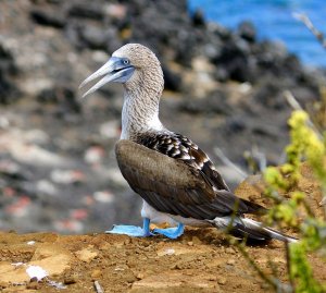 Booby Hatch 2