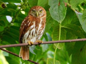 Pacific Pygmy-Owl