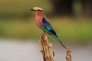 Lilac-breasted Roller