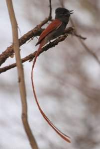 African paradise flycatcher