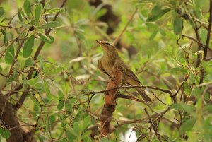 Icterine warbler