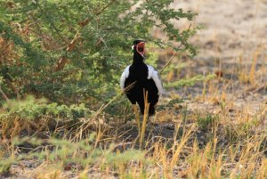 Northern Black Korhaan