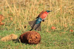 Southern Carmine Bee-eater