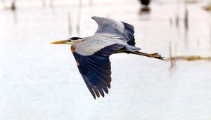 Great Blue Heron