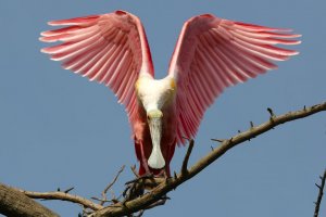 Spoonbill Trifecta 1