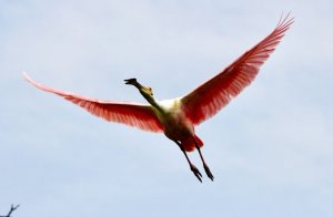 Spoonbill Trifecta 2