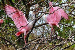 Spoonbill Trifecta 3