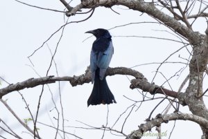 Hair-crested Drongo