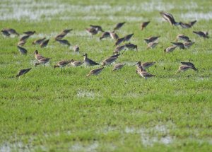 Black tailed Godwits