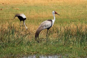 Wattled cranes