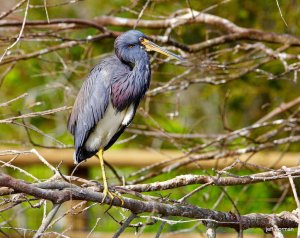 Tri-colored Heron