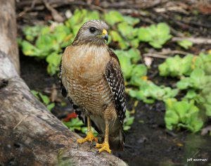 Red-shouldered Hawk