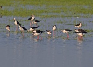 Black-winged Stilts