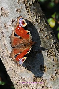 Early Peacock Butterfly