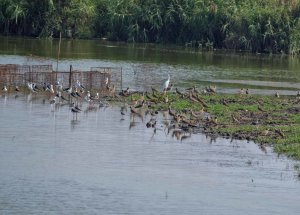 Kolleru Wetlands 2