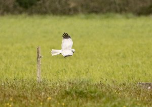 Hen Harrier